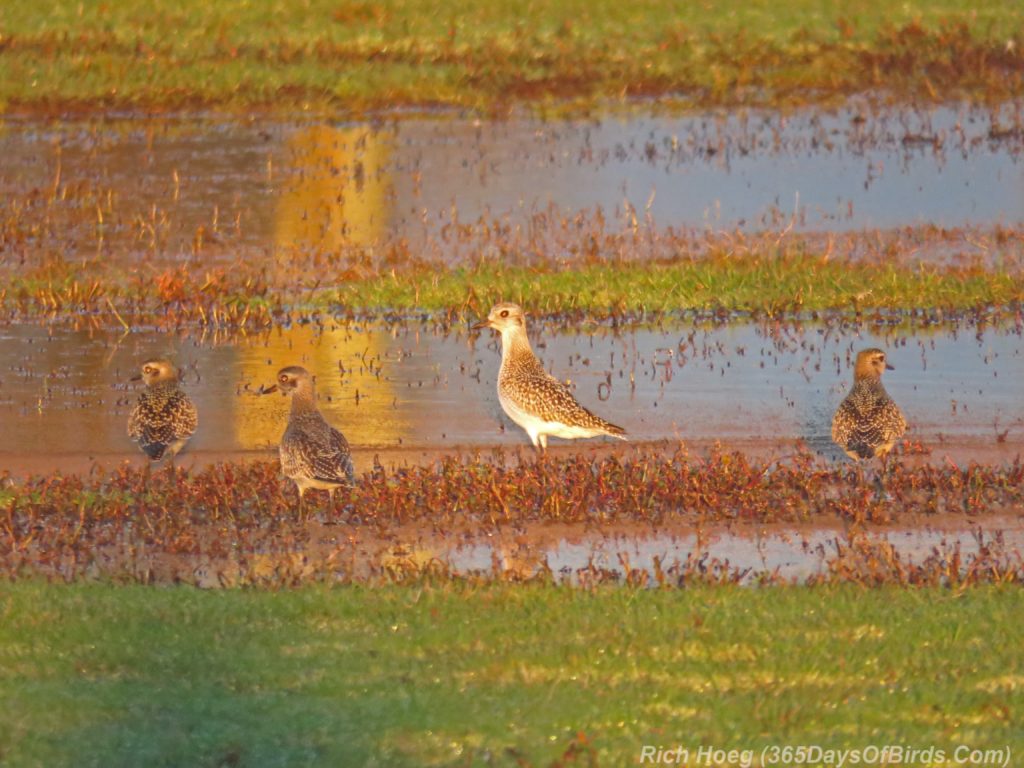 y3-m10-park-point-recreation-area-sunrise-american-golden-plover-1