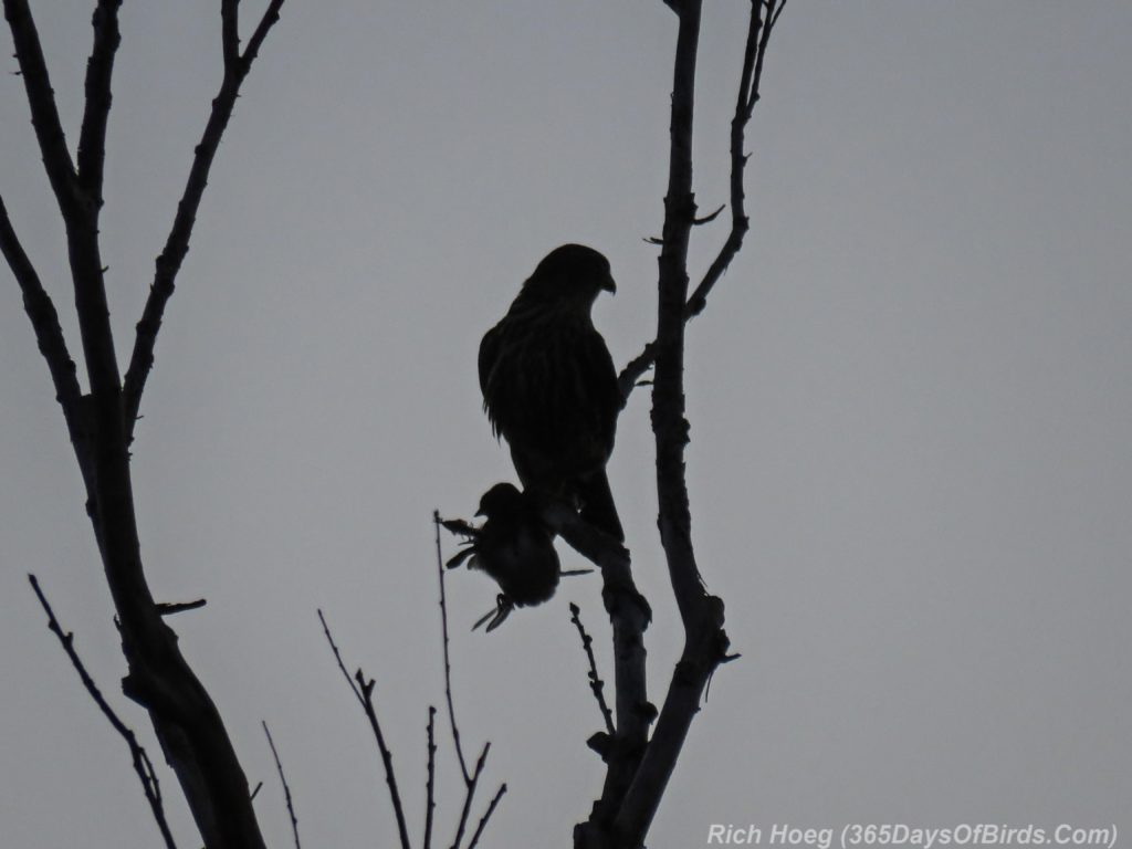 y3-m10-park-point-recreation-area-sunrise-merlin-kill-1