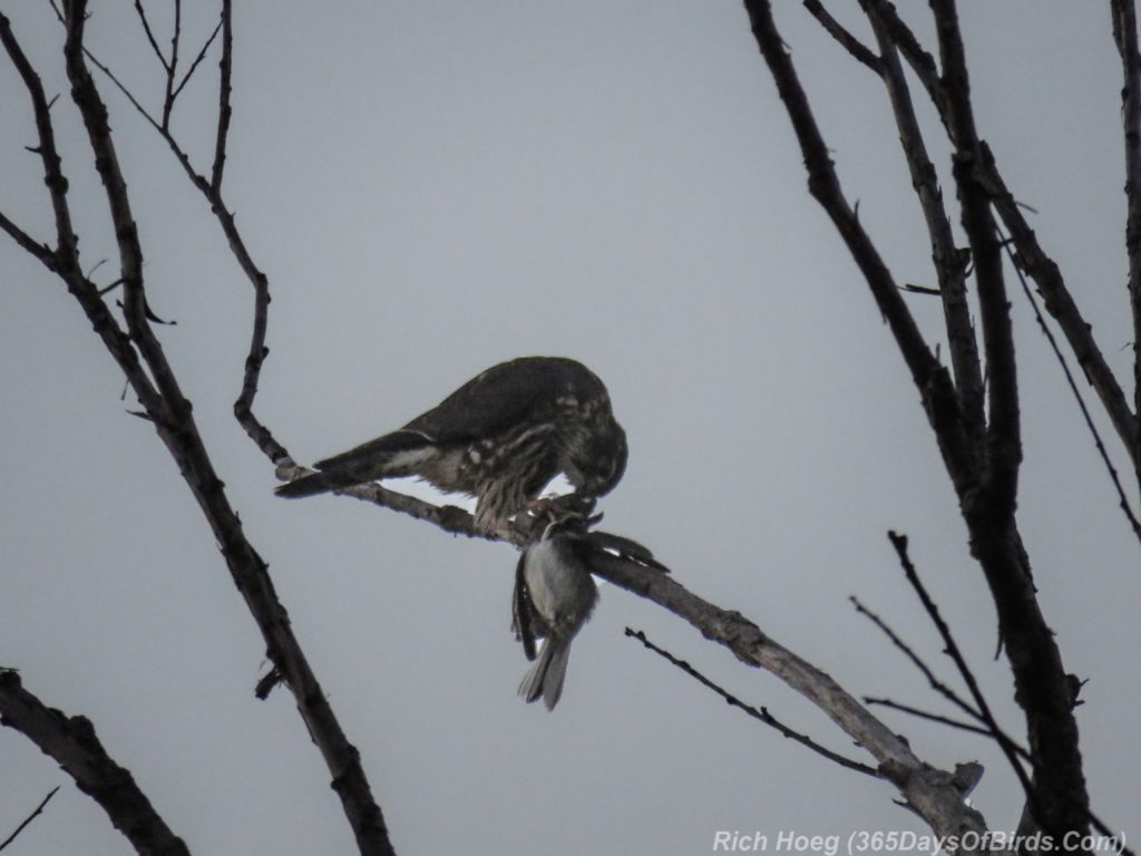 y3-m10-park-point-recreation-area-sunrise-merlin-kill-2