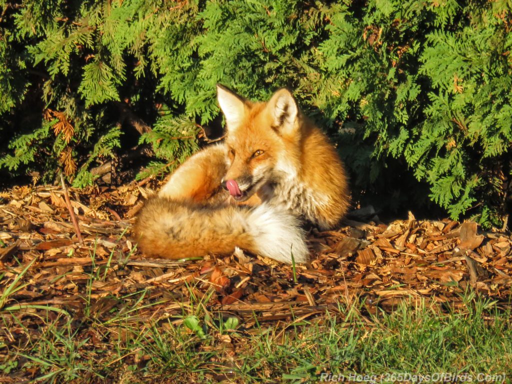 y3-m10-park-point-recreation-area-sunrise-red-fox-1