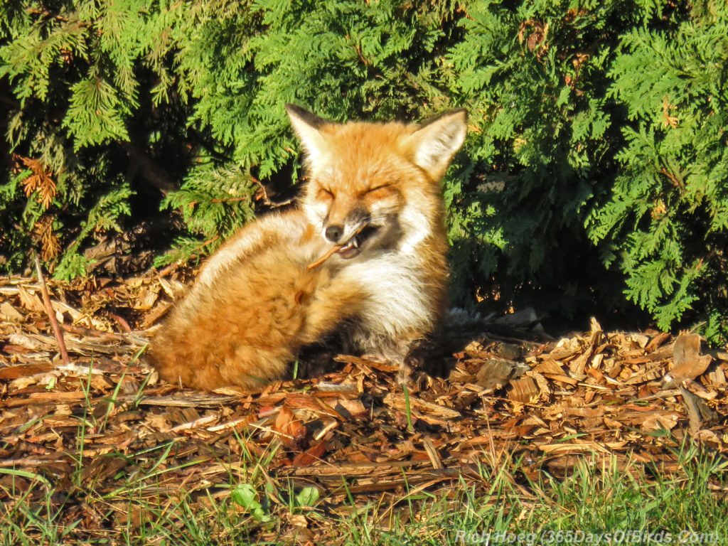 y3-m10-park-point-recreation-area-sunrise-red-fox-4b