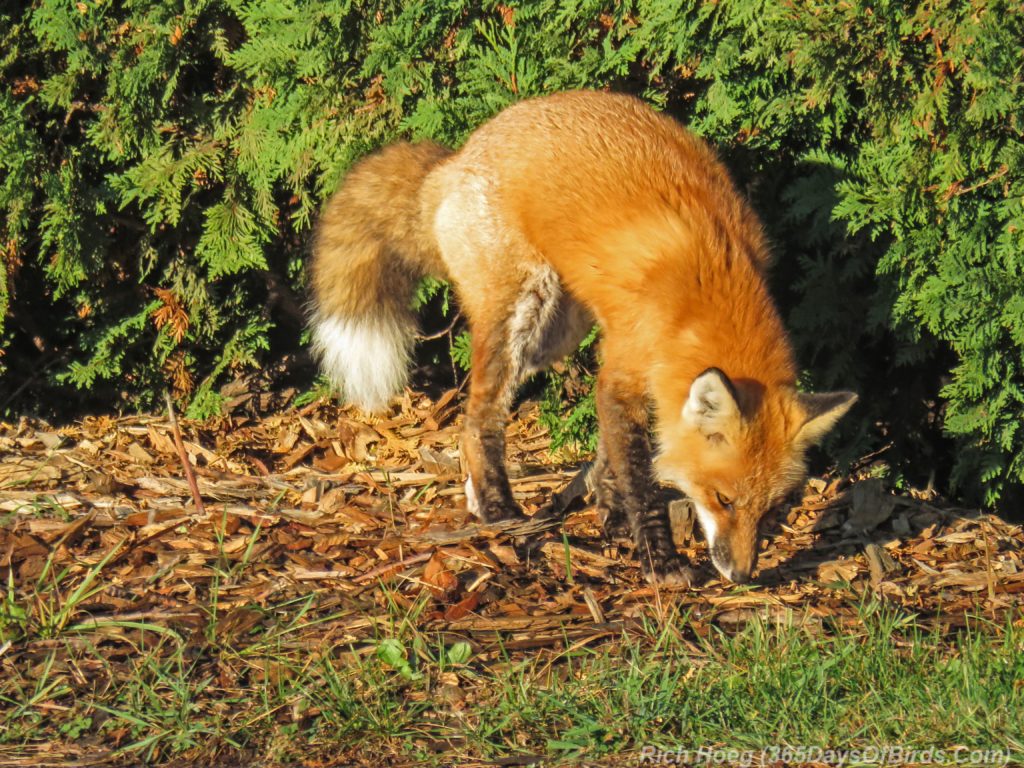 y3-m10-park-point-recreation-area-sunrise-red-fox-6b