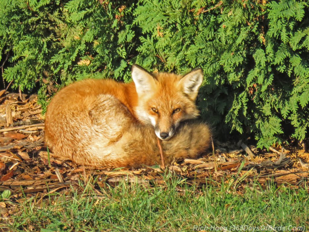 y3-m10-park-point-recreation-area-sunrise-red-fox-7