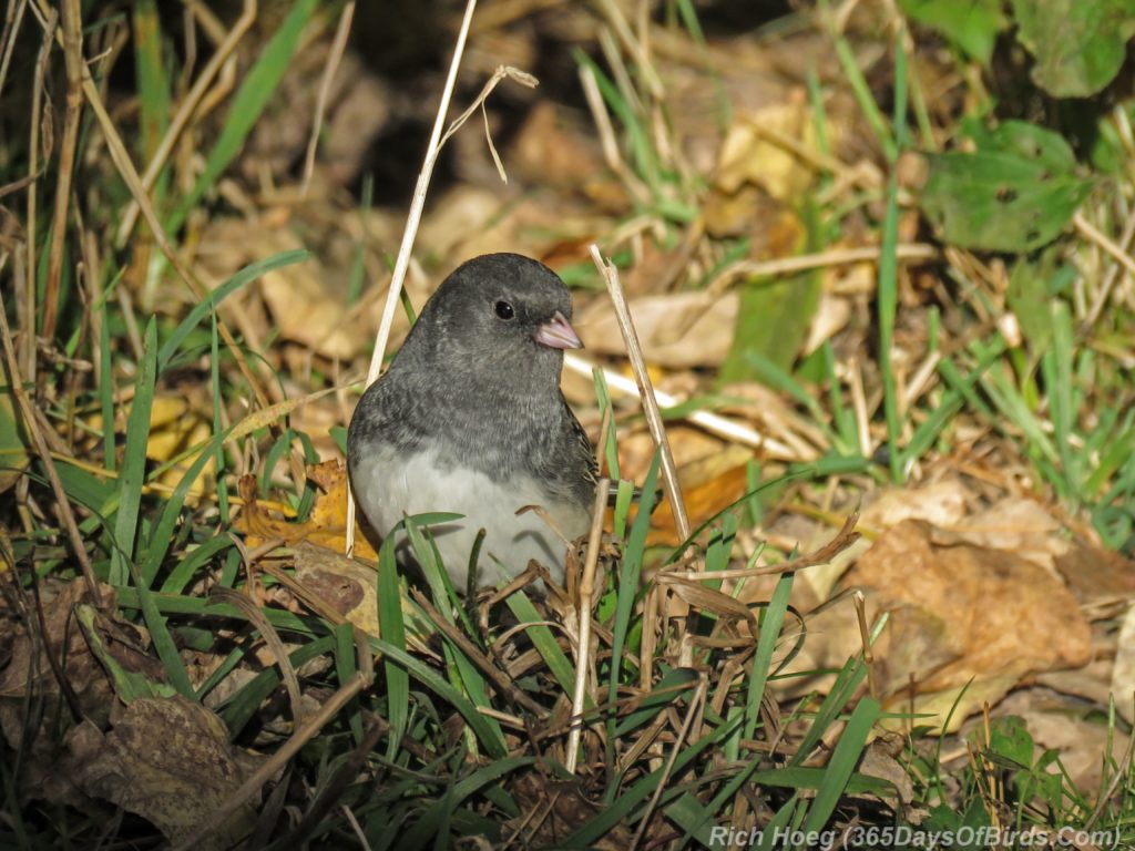 y3-m10-slate-colored-junco-2