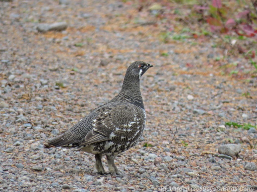 y3-m10-spruce-grouse-2