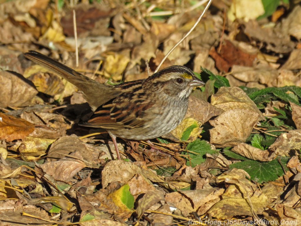 y3-m10-white-throated-sparrow-1