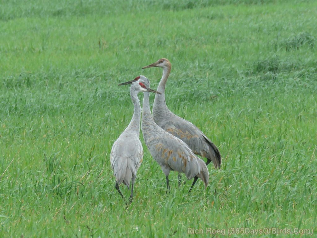 d26-sandhill-cranes-2ps-01_wm