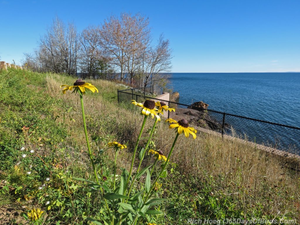 black-eyed-susans