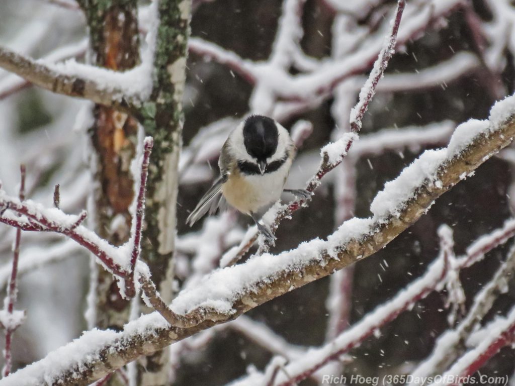 y3-m11-amity-blizzard-birds-black-capped-chickadee