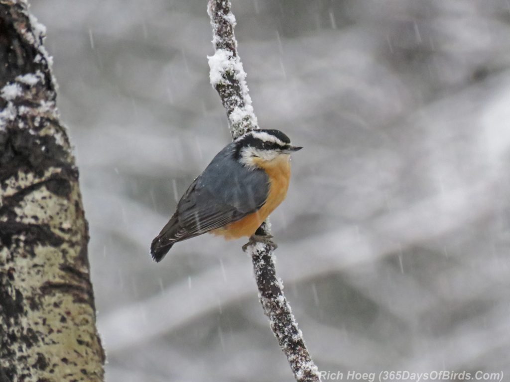 y3-m11-amity-blizzard-birds-red-breasted-nuthatch