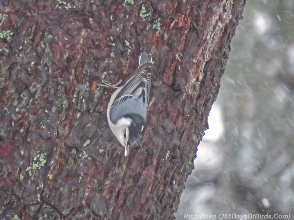 y3-m11-amity-blizzard-birds-white-breasted-nuthatch