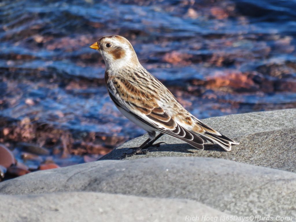 y3-m11-lester-river-snow-bunting-1