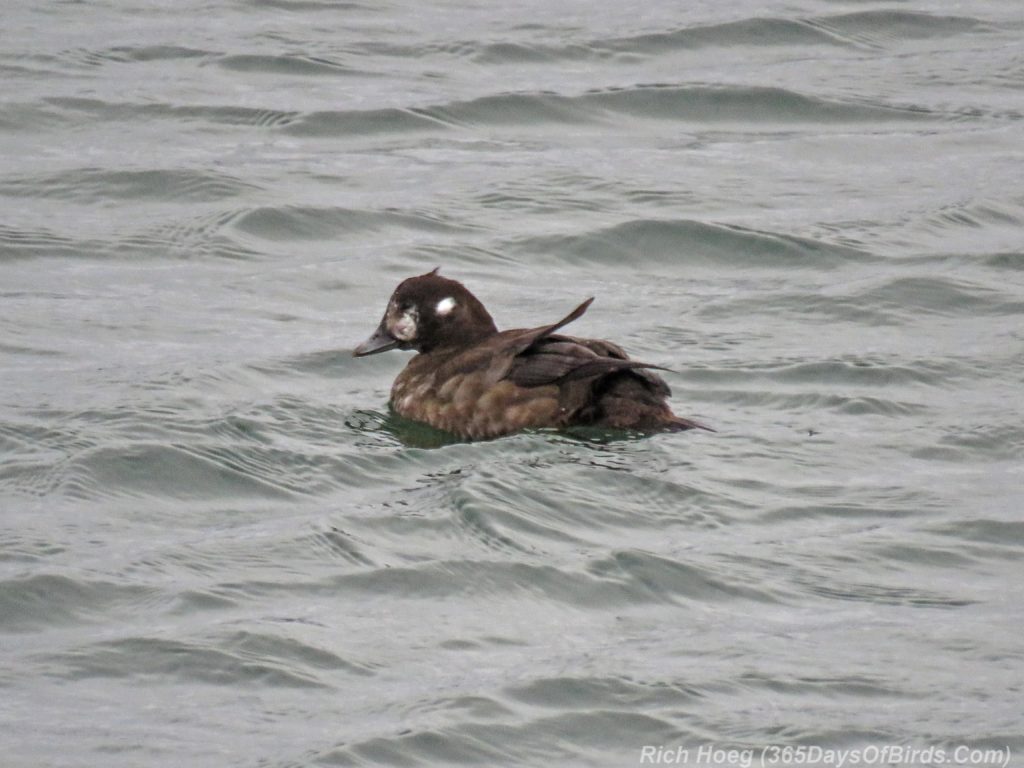 y3-m11-mcquade-harbor-harlequin-duck-female-1
