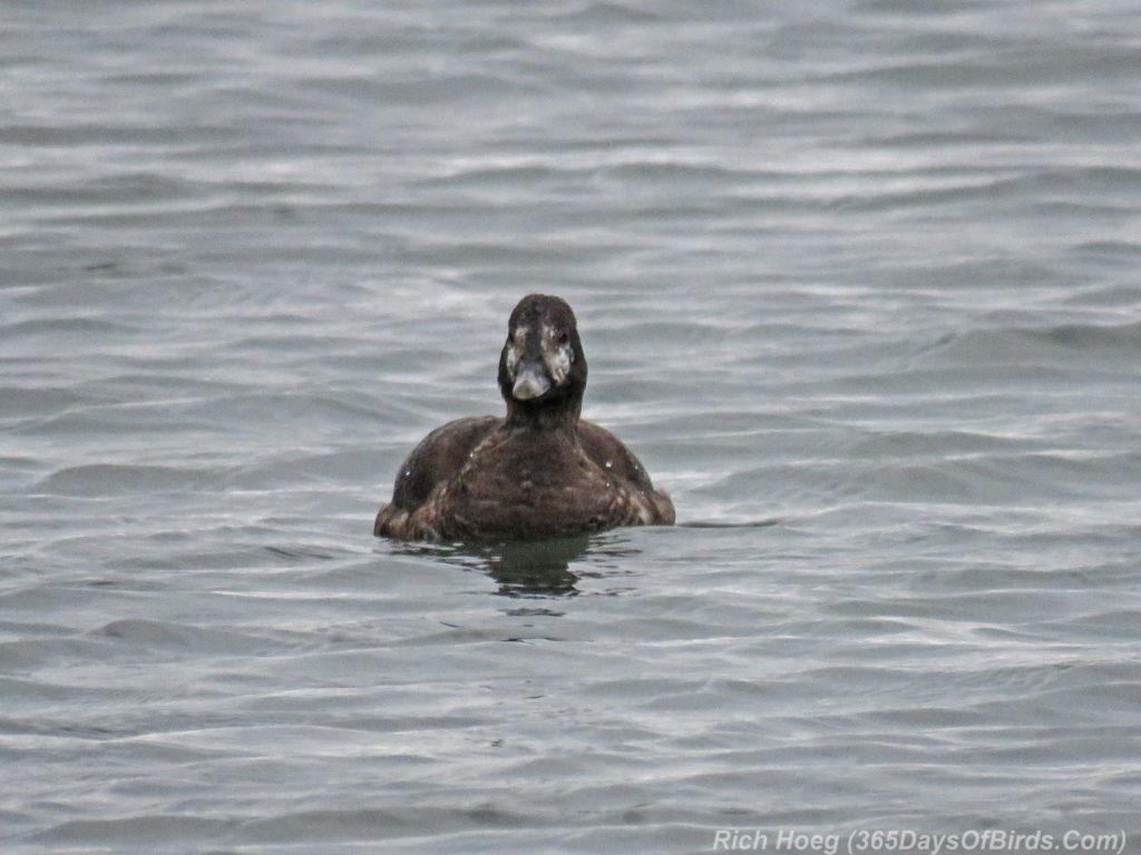 y3-m11-mcquade-harbor-harlequin-duck-female-3