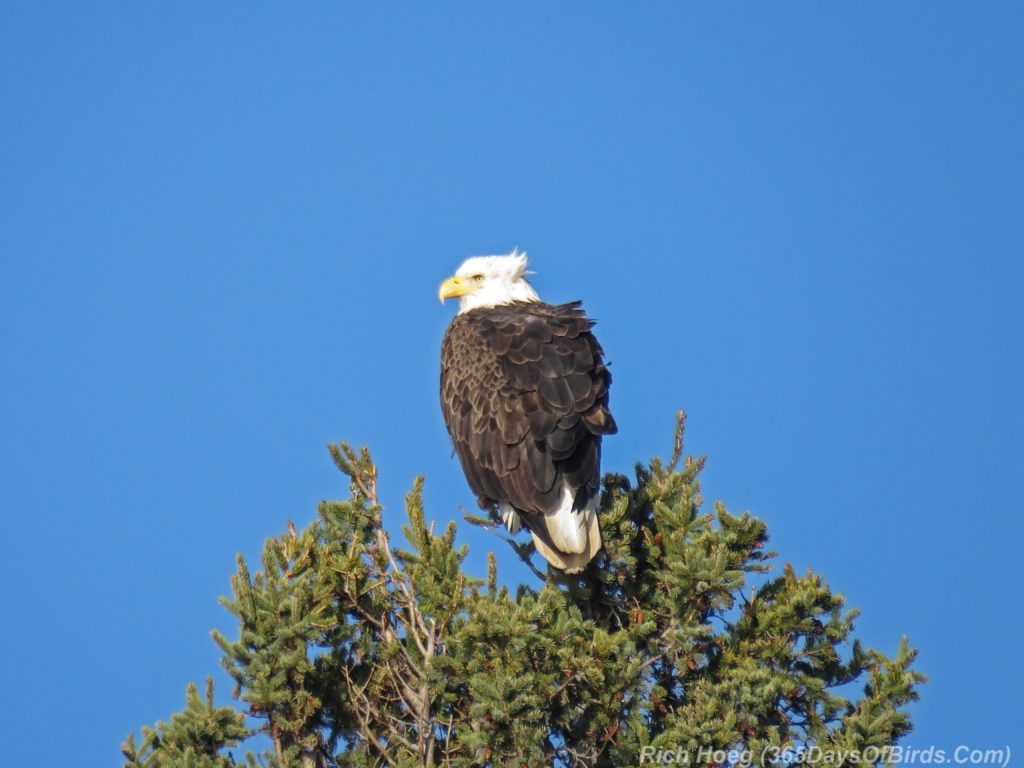 y3-m11-north-shore-scenic-drive-bald-eagle-1