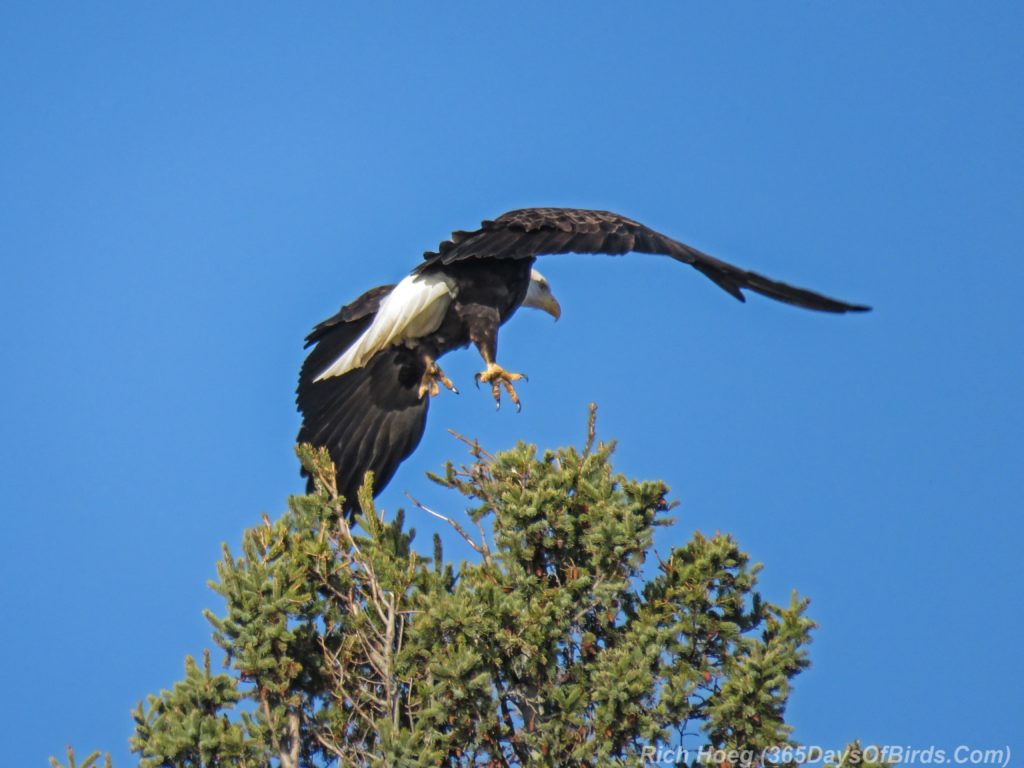 y3-m11-north-shore-scenic-drive-bald-eagle-2