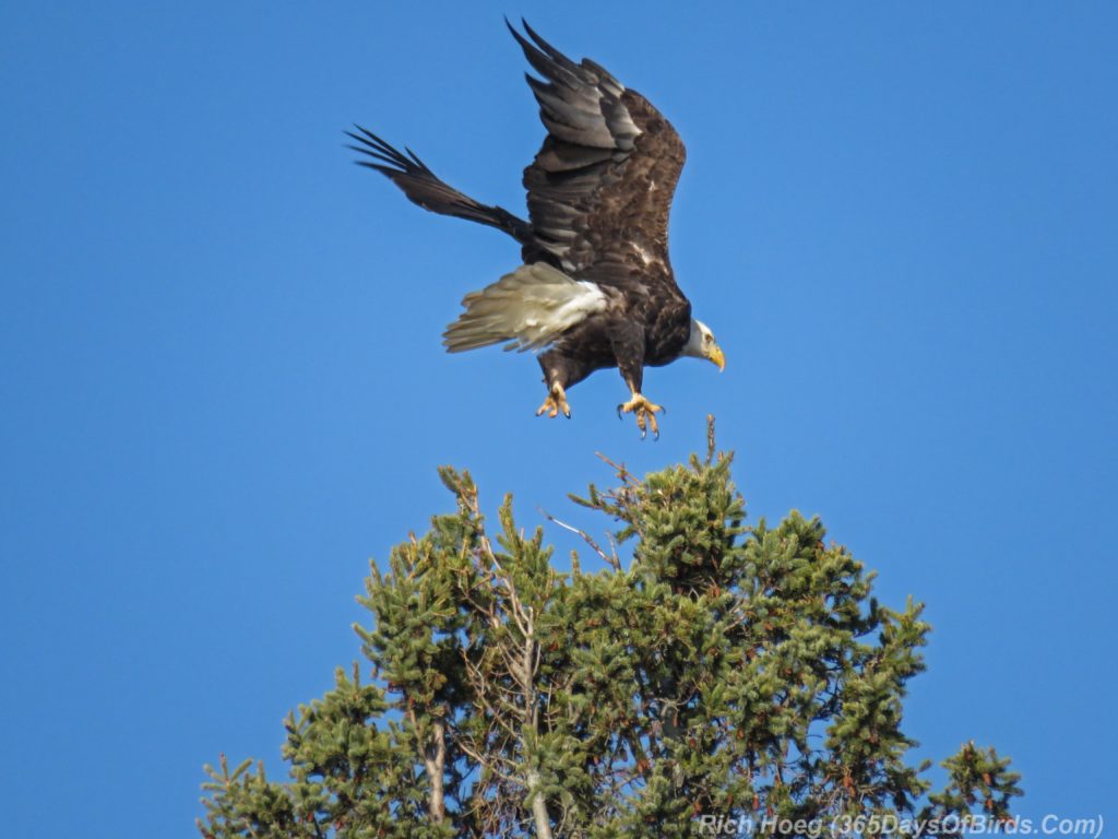 y3-m11-north-shore-scenic-drive-bald-eagle-3