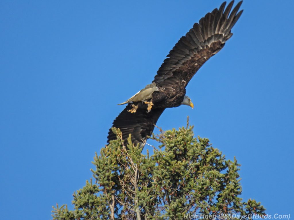 y3-m11-north-shore-scenic-drive-bald-eagle-4