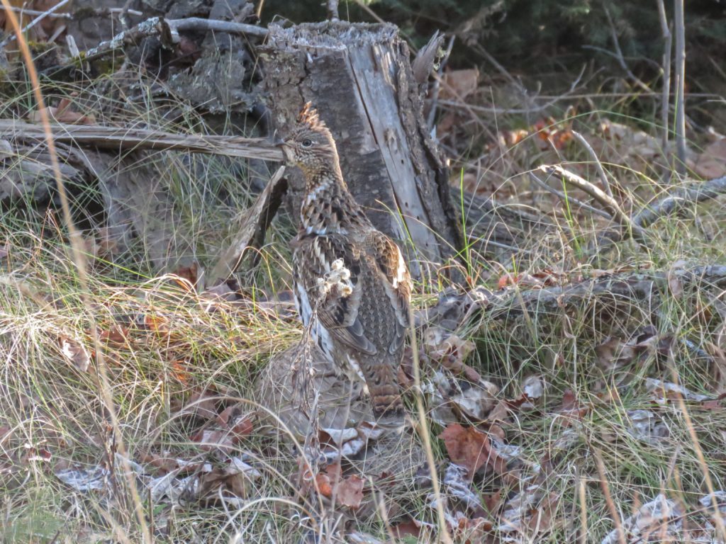 y3-m11-old-vermilion-trail-ruffed-grouse-2