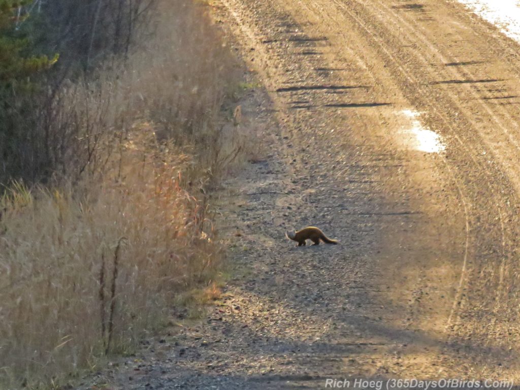 y3-m11-pagami-creek-wildfire-pine-marten