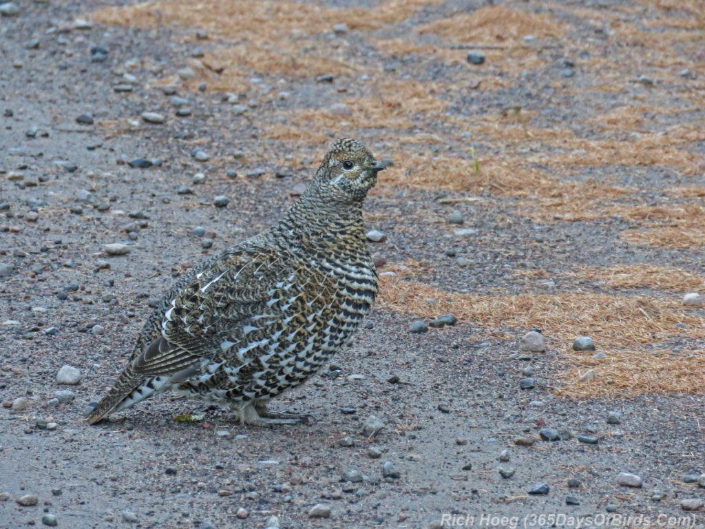 y3-m11-pagami-creek-wildfire-spruce-grouse-2