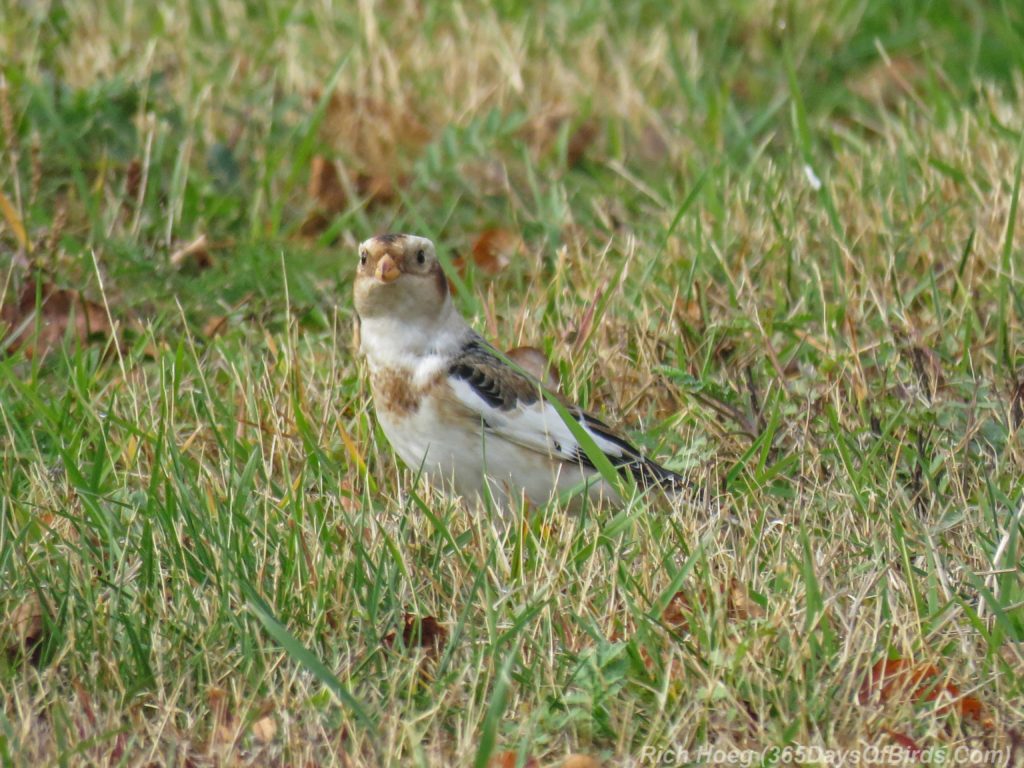 y3-m11-park-point-snow-buntings-1