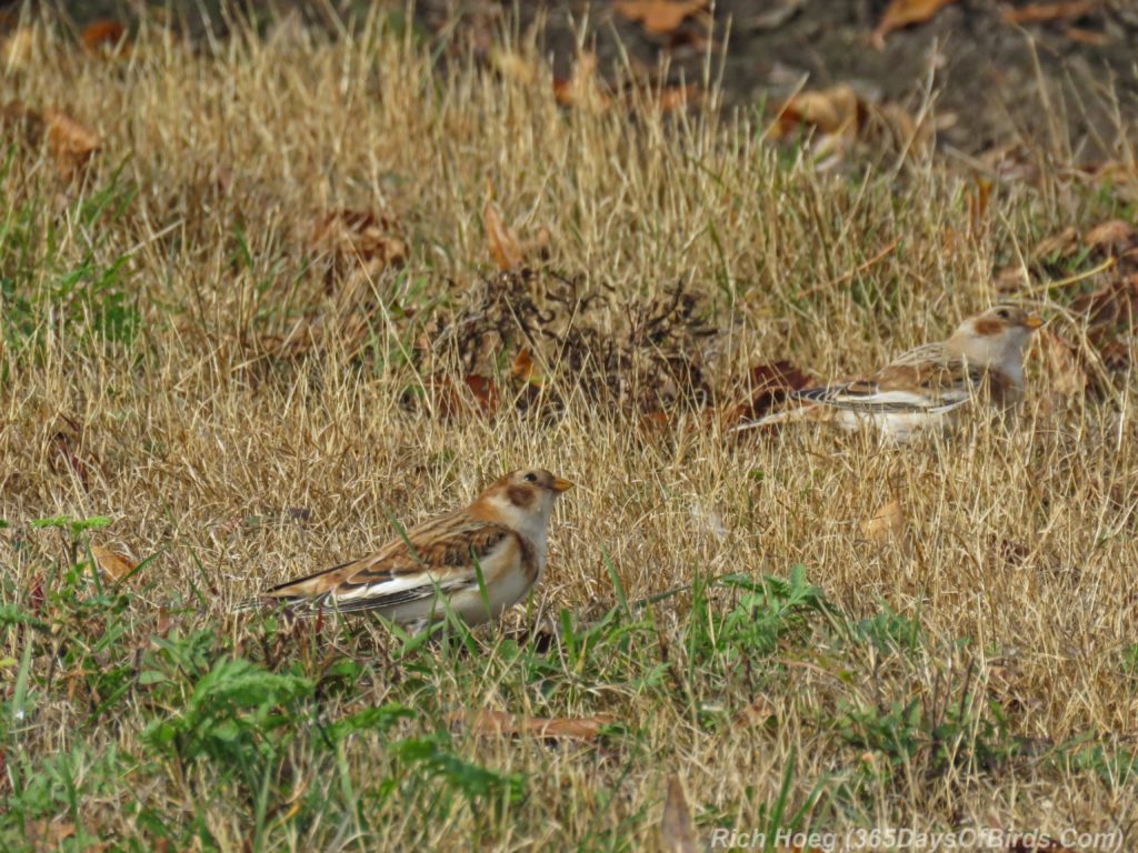 y3-m11-park-point-snow-buntings-3