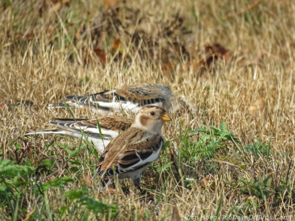 y3-m11-park-point-snow-buntings-4