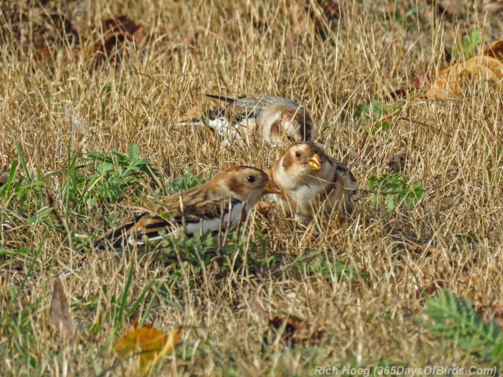 y3-m11-park-point-snow-buntings-5