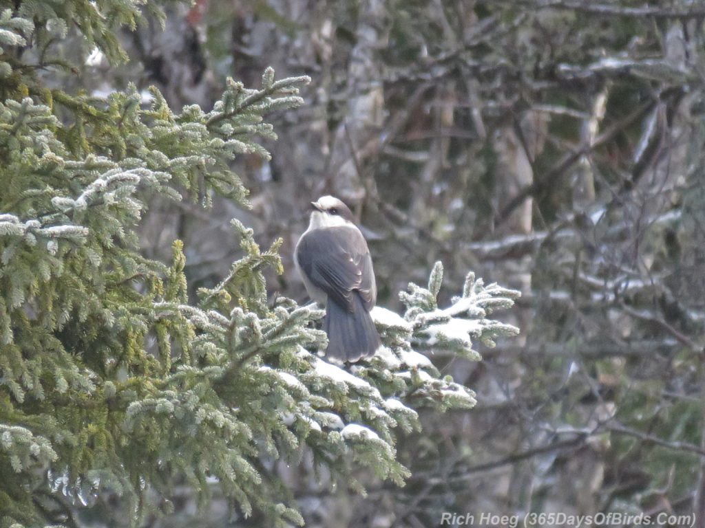 y3-m11-sand-river-canada-jay