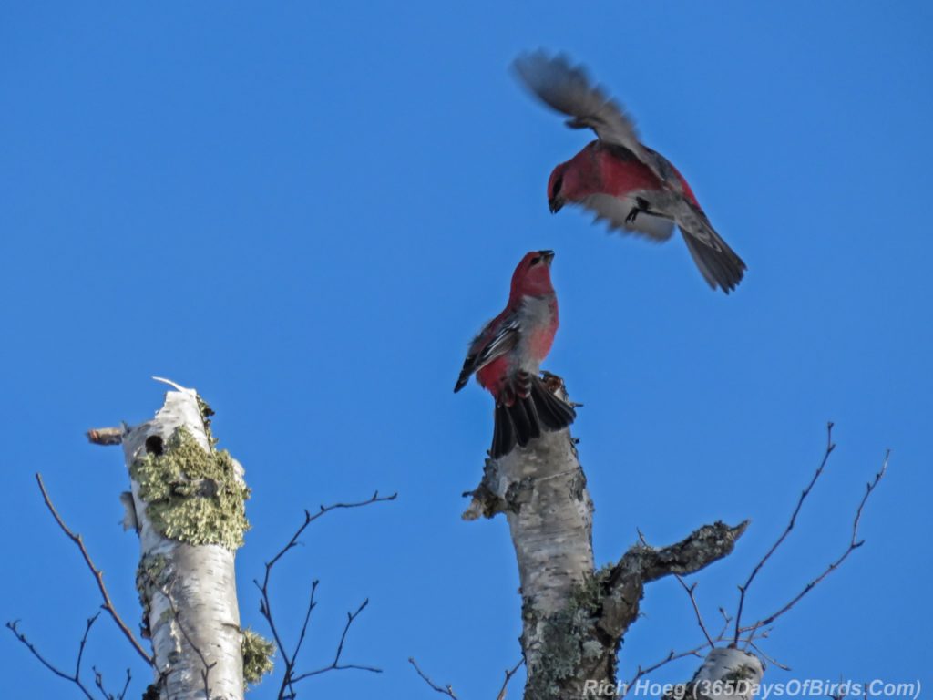 y3-m11-sand-river-pine-grosbeak-01-disagreement