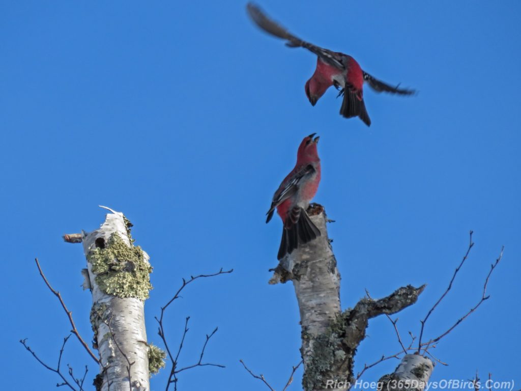 y3-m11-sand-river-pine-grosbeak-02-disagreement