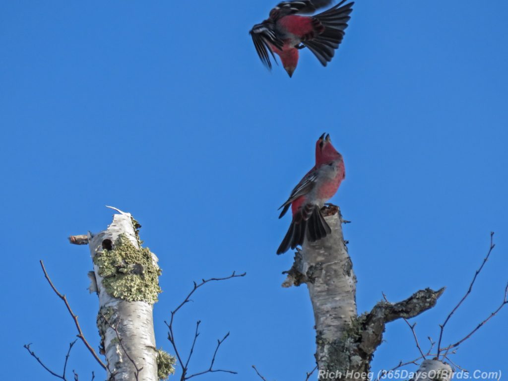 y3-m11-sand-river-pine-grosbeak-03-disagreement