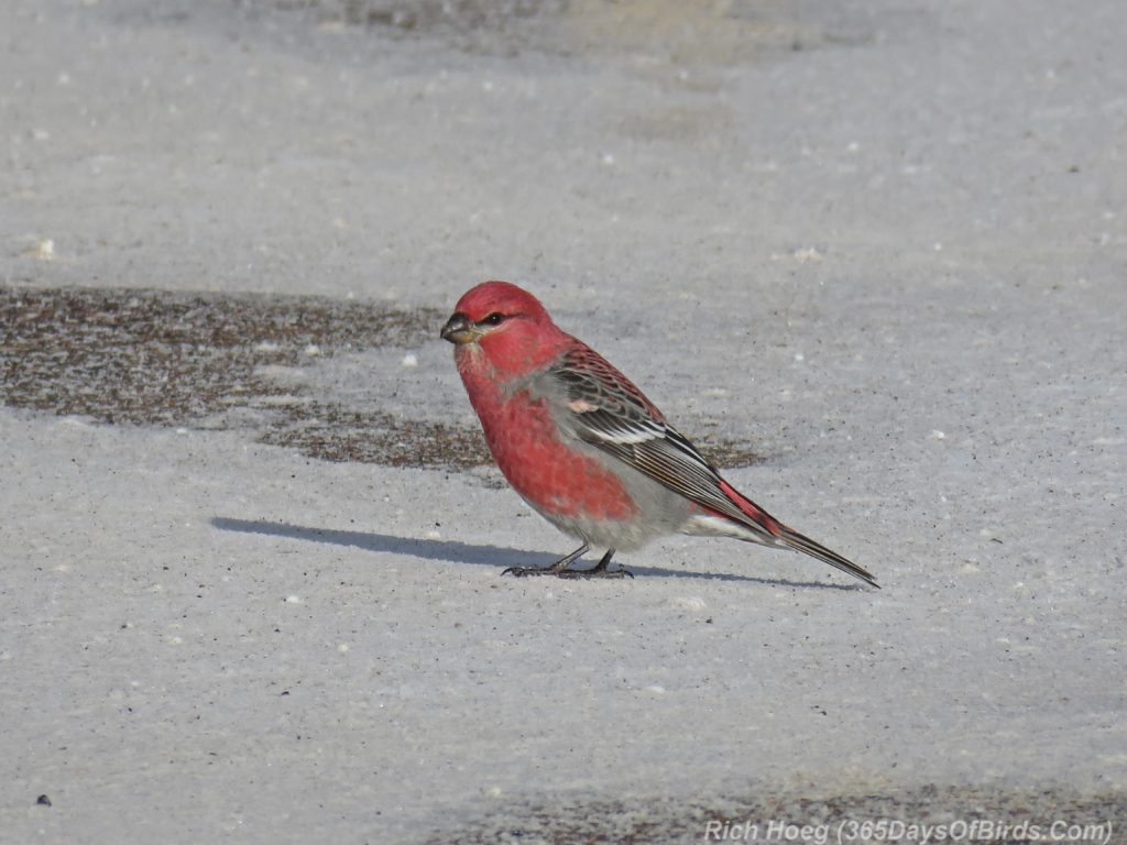 y3-m11-sand-river-pine-grosbeak-06-roadside