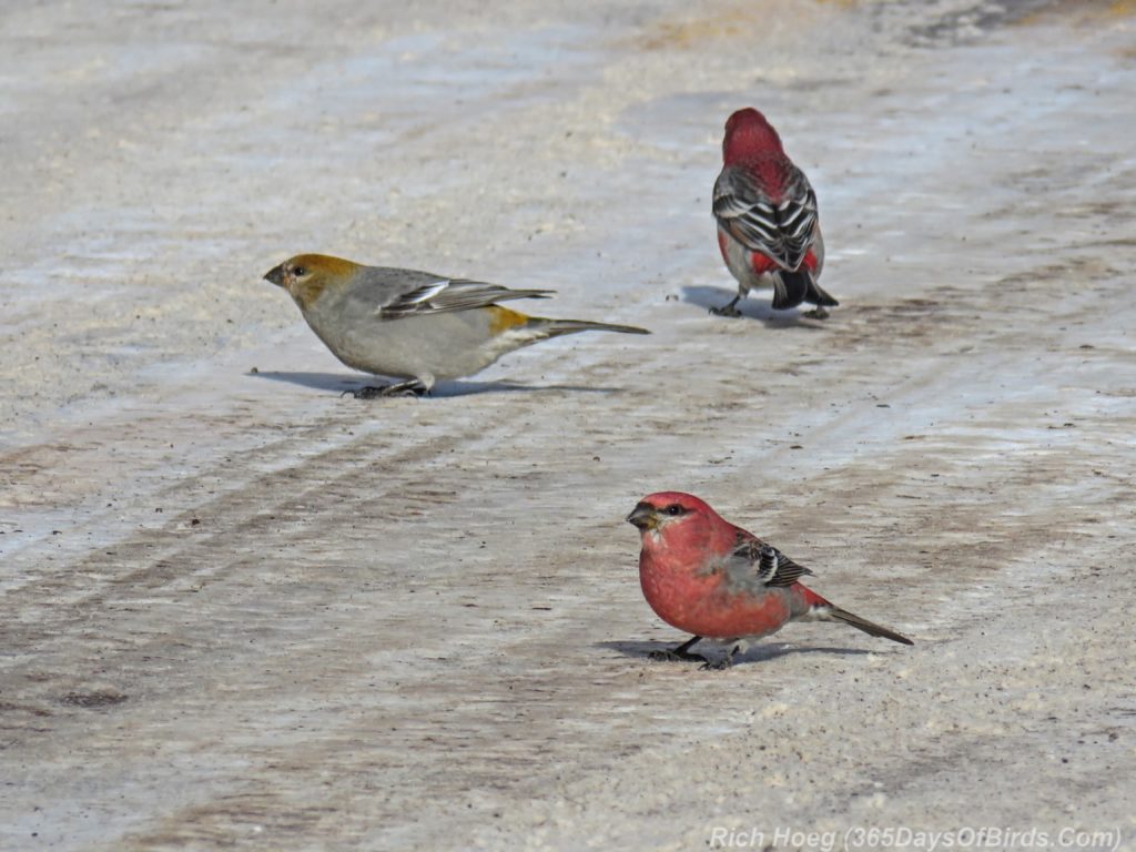 y3-m11-sand-river-pine-grosbeak-07-roadside-trio