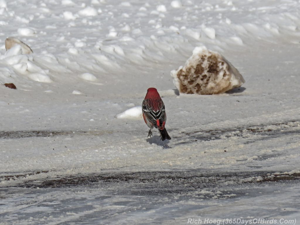 y3-m11-sand-river-pine-grosbeak-09-roadside-airborne