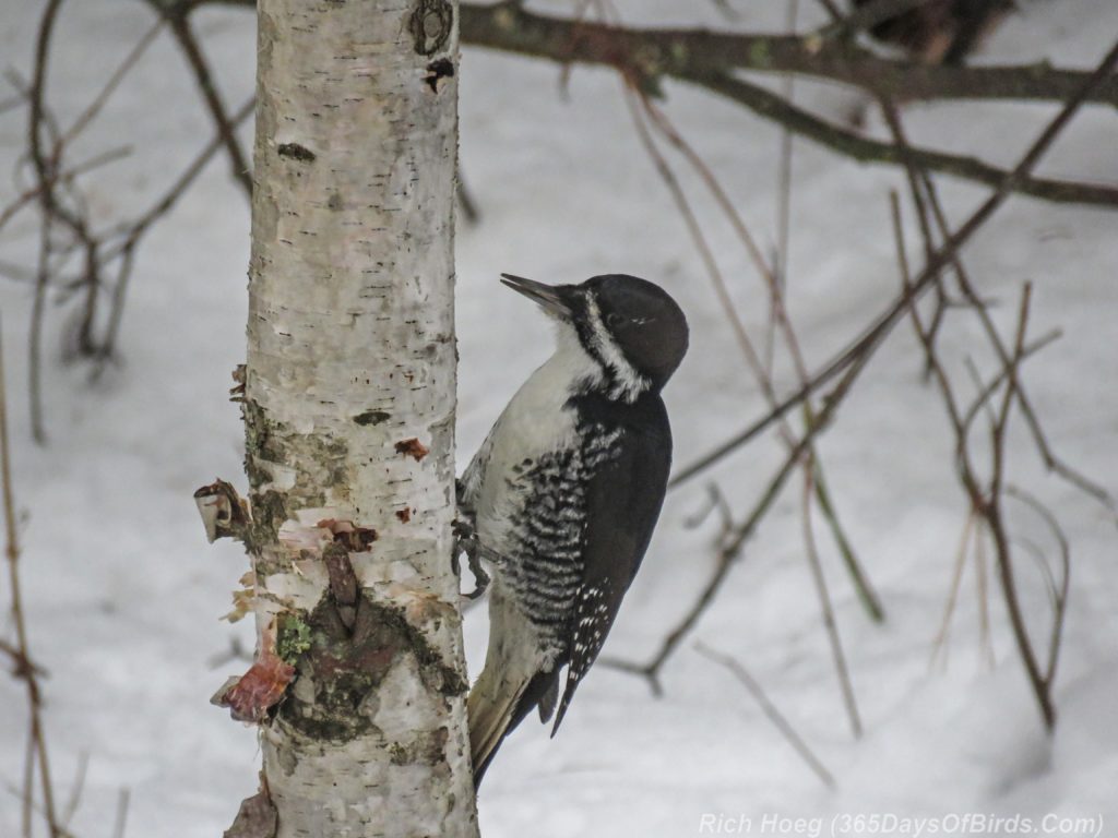 y3-m11-sax-zim-bog-black-backed-woodpecker-4