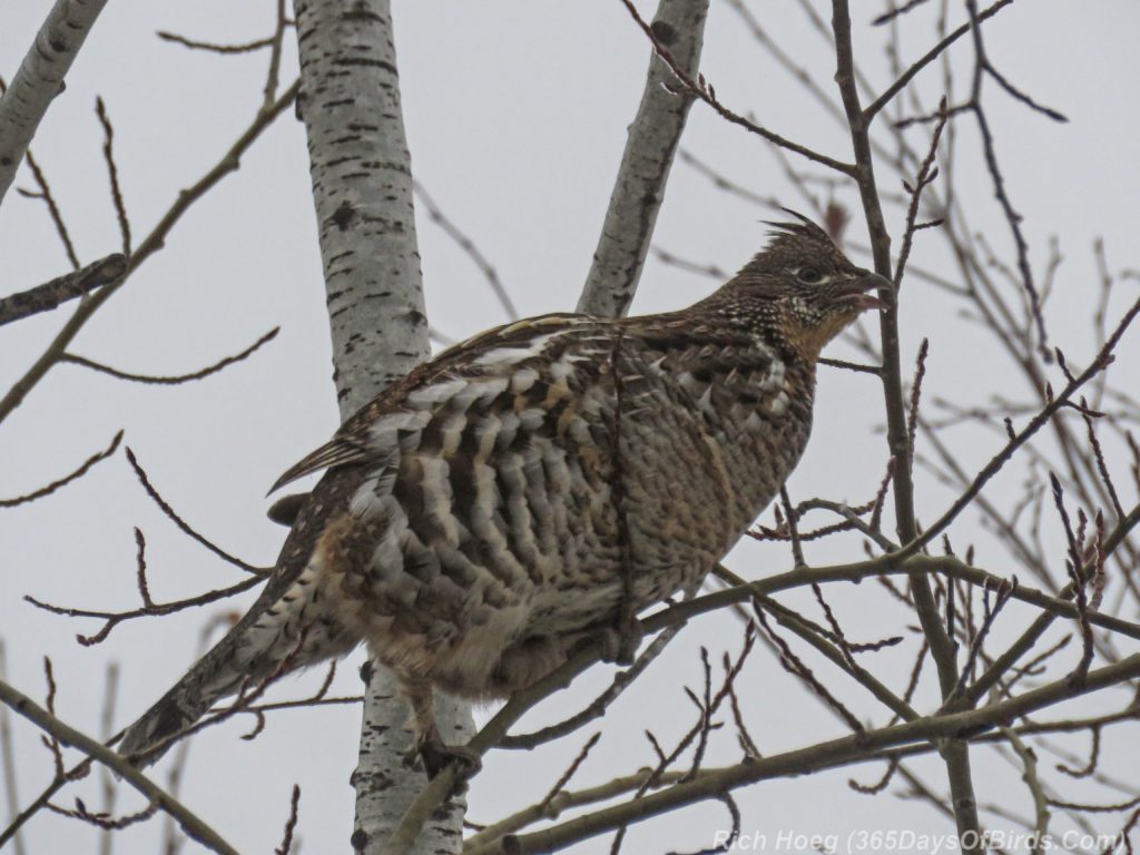 y3-m11-sax-zim-bog-ruffed-grouse-tree-2