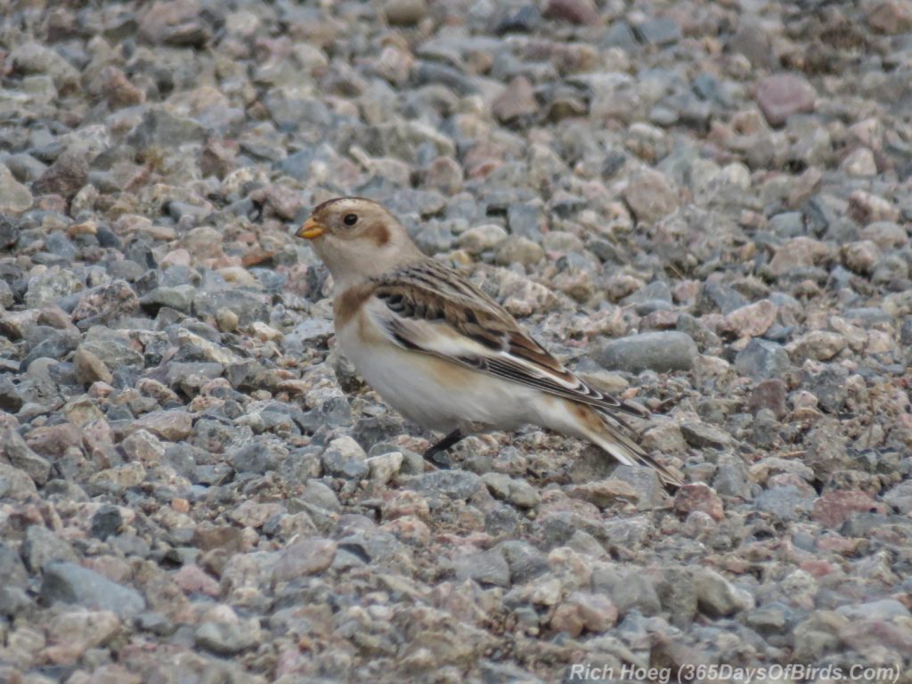 y3-m11-sax-zim-bog-snow-bunting-1