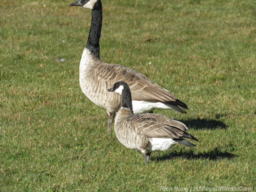 y3-m11-two-harbors-cackling-goose-1