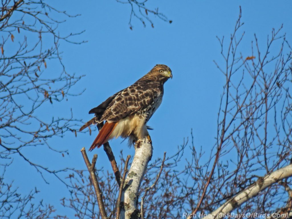 y3-m11-two-harbors-red-tailed-hawk-4b
