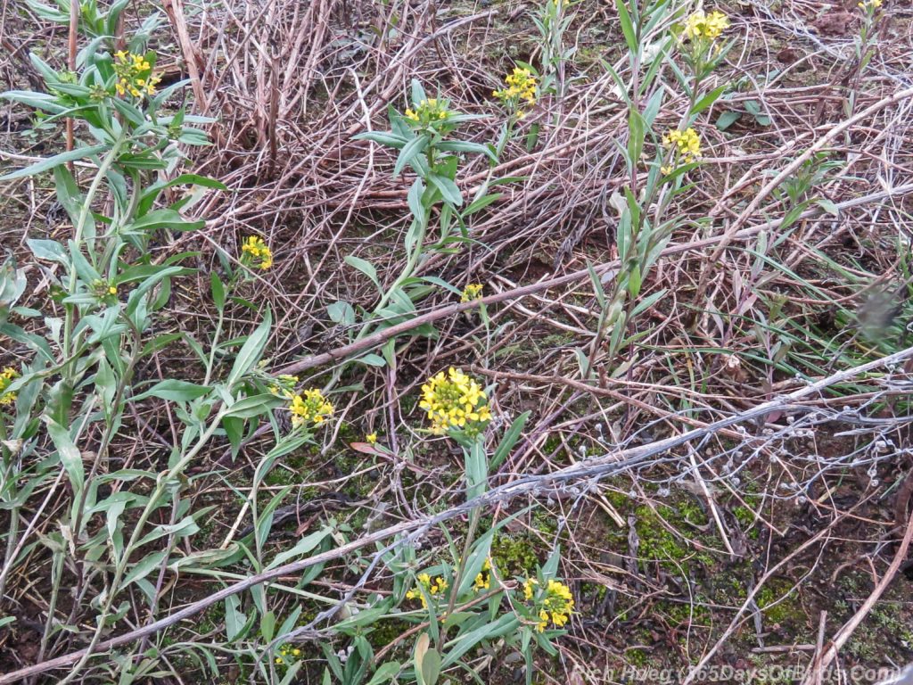 y3-m12-harbor-flock-december-flowers