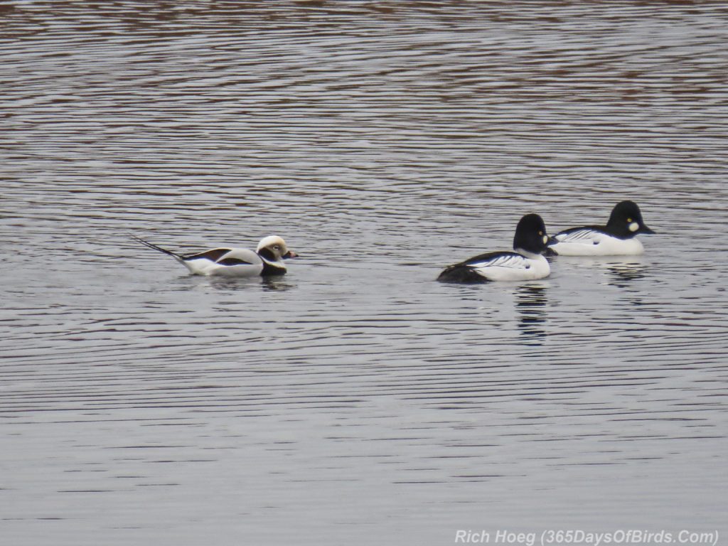y3-m12-harbor-flock-long-tailed-duck-5