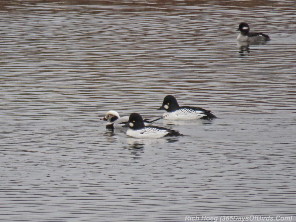 y3-m12-harbor-flock-long-tailed-duck-6