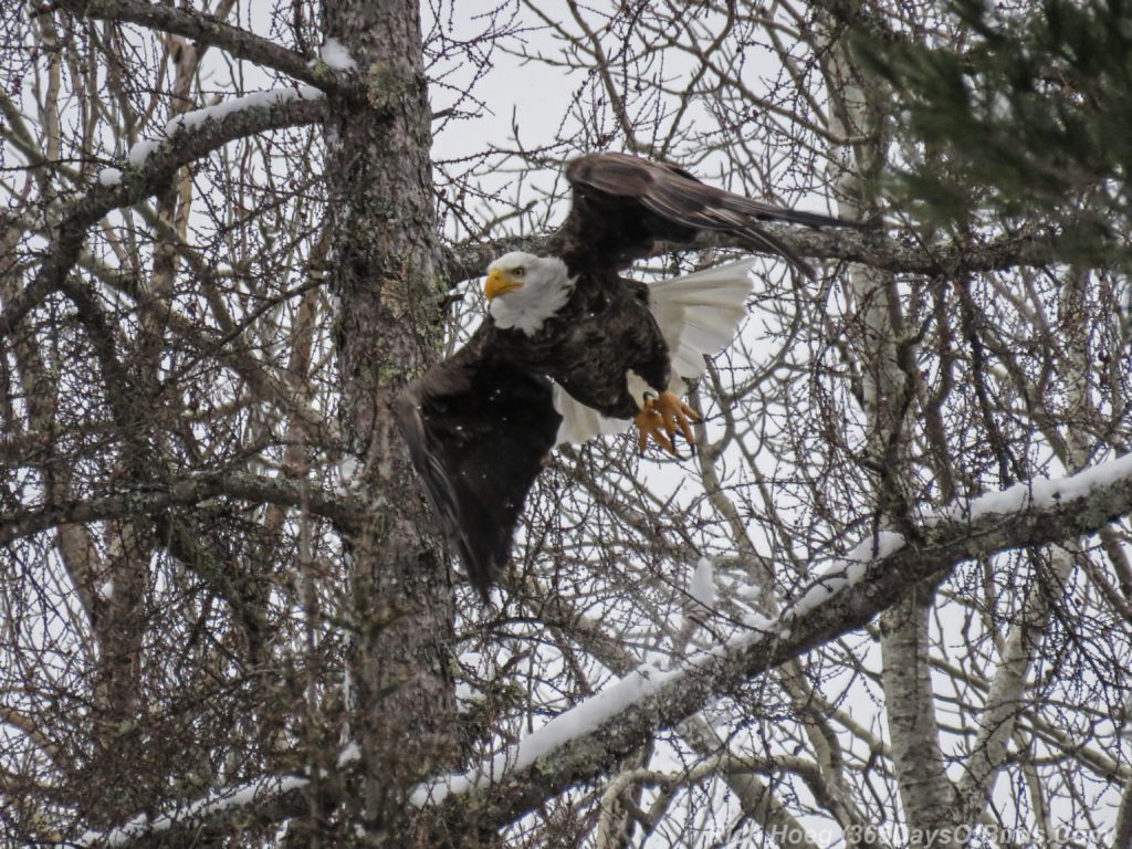 y3-m12-lizmore-road-bald-eagle