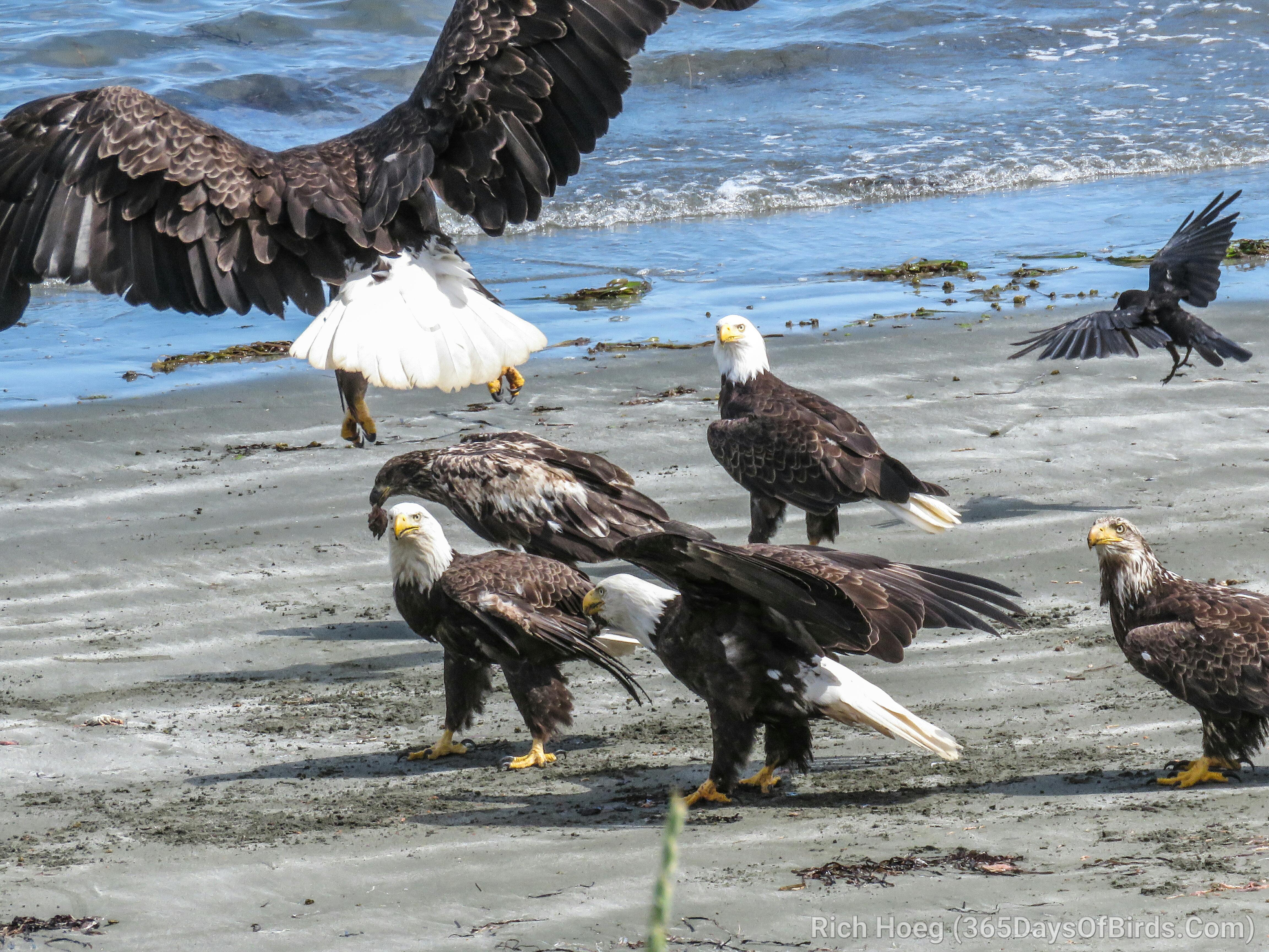 Bald Eagles Gone Wild! Haida Gwaii! - 365 Days of Birds