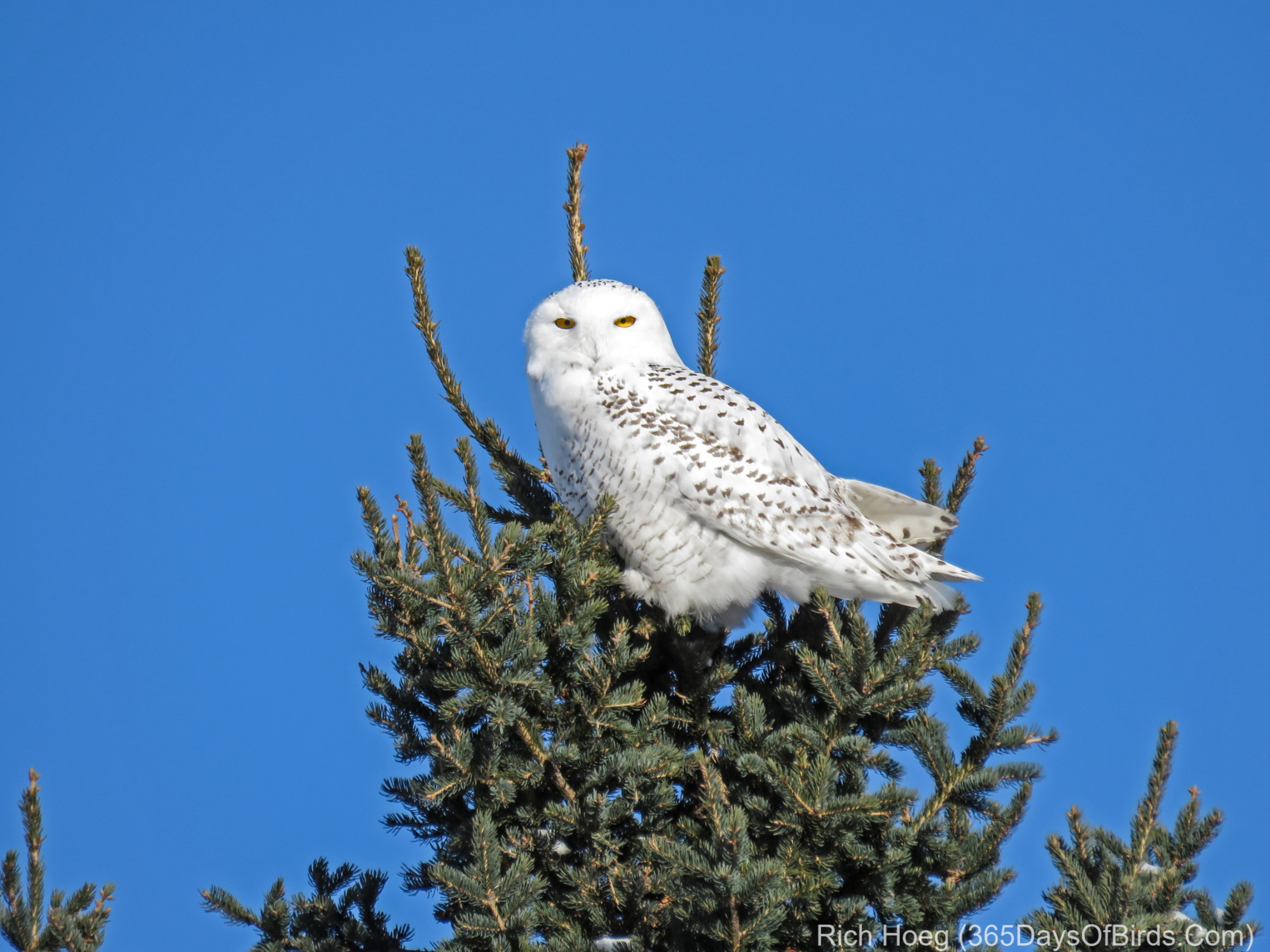 When Hairy Met Snowy (as in Owl) - 365 Days of Birds