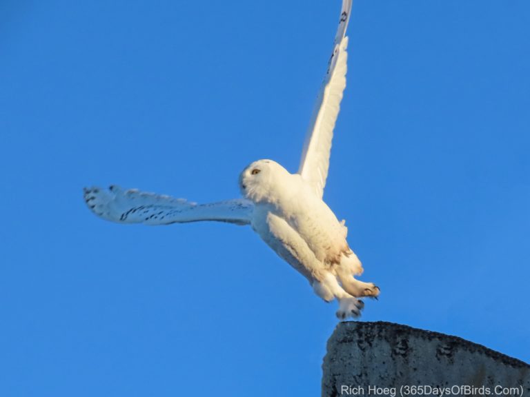 Canon SX70 Review: Snowy Owls & Spruce Grouse - 365 Days of Birds