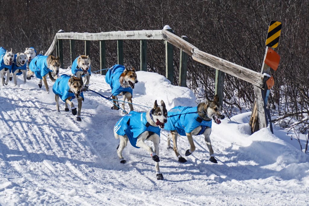 John Beargrease Sled Dog Race 365 Days of Birds