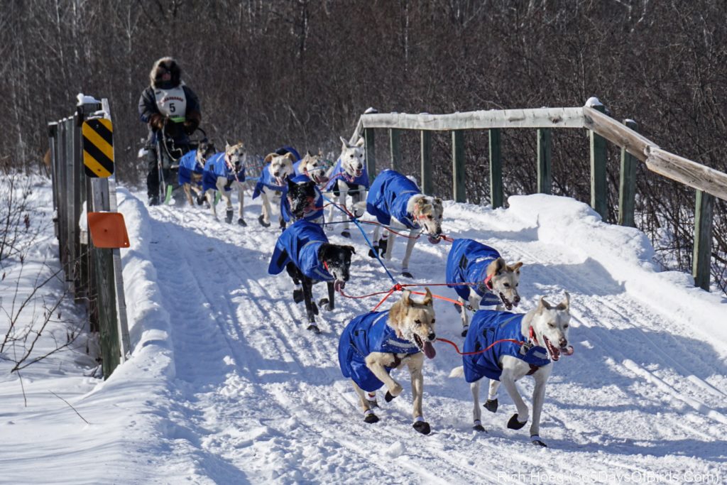 John Beargrease Sled Dog Race 365 Days of Birds